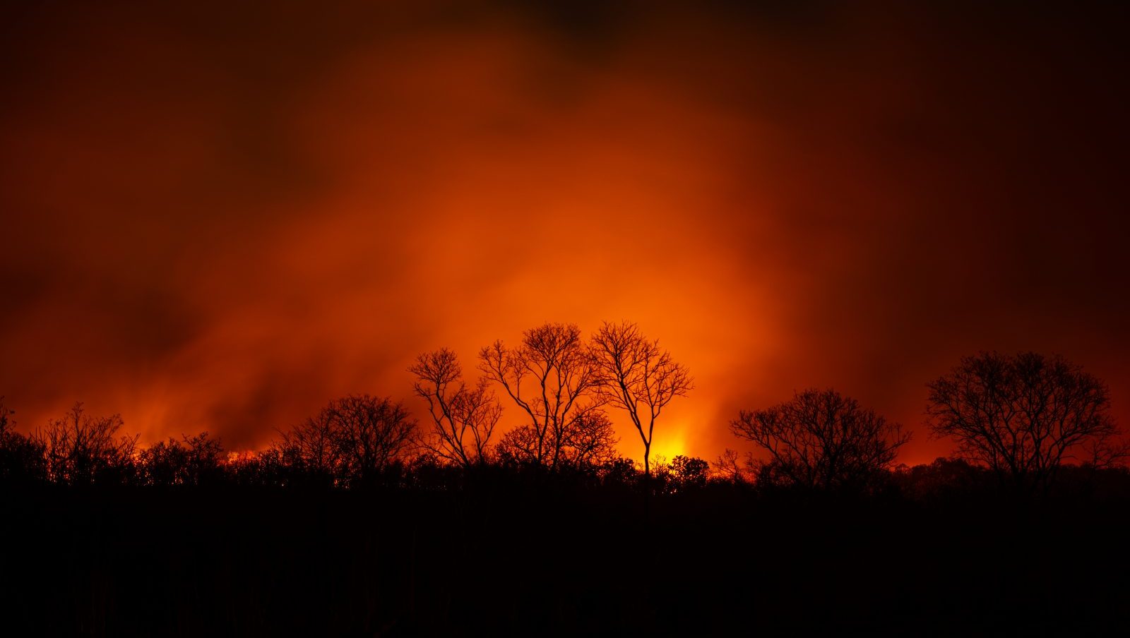 A photo of trees silhouetted against bright orange flames