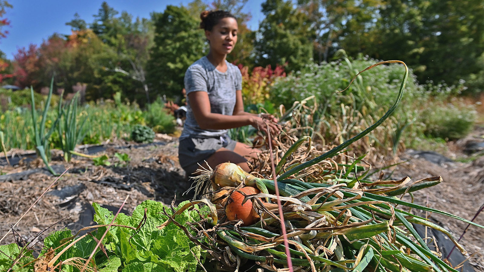 A young Black woman harvesting onions on a farm