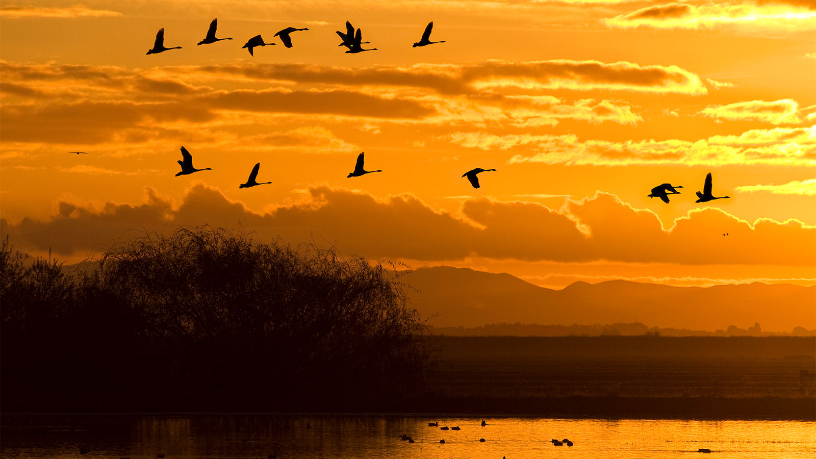 Migratory birds flying against an orange sunset