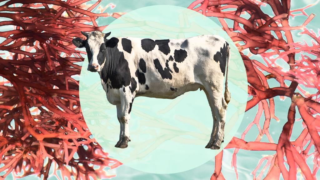 A black and white cow on top of a photo of red seaweed