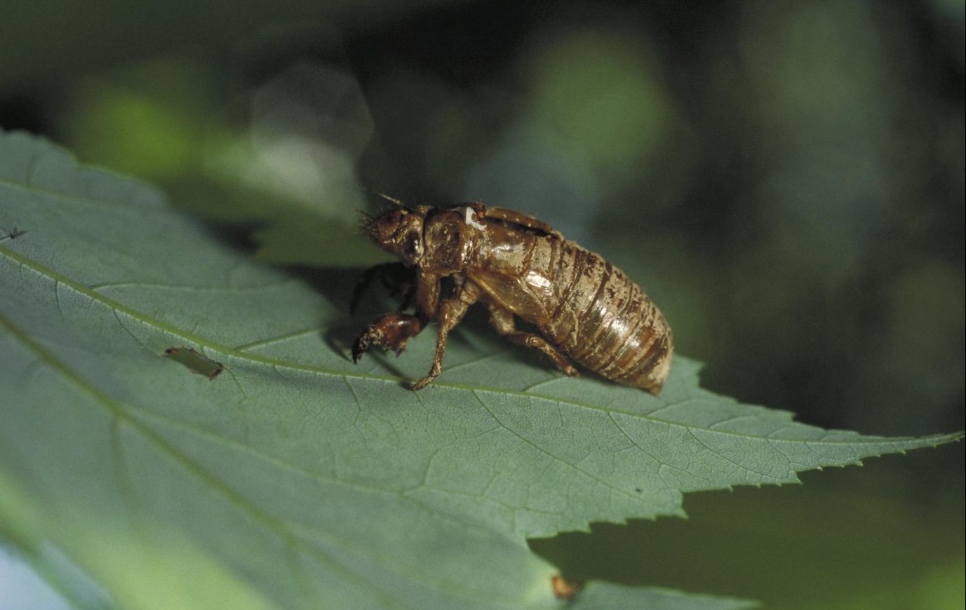 A 17-year cicada skeleton remains on a leaf.