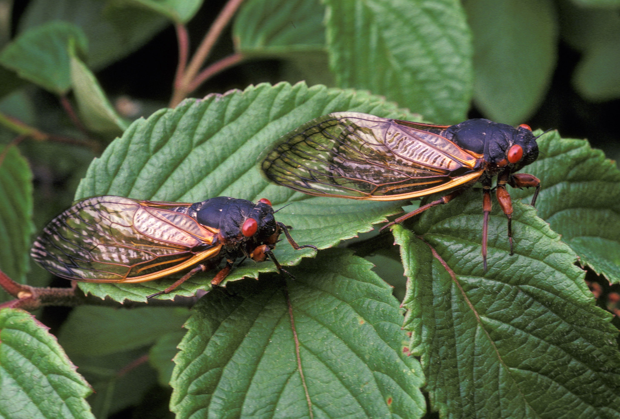 two large adult cicadas on large green leaf