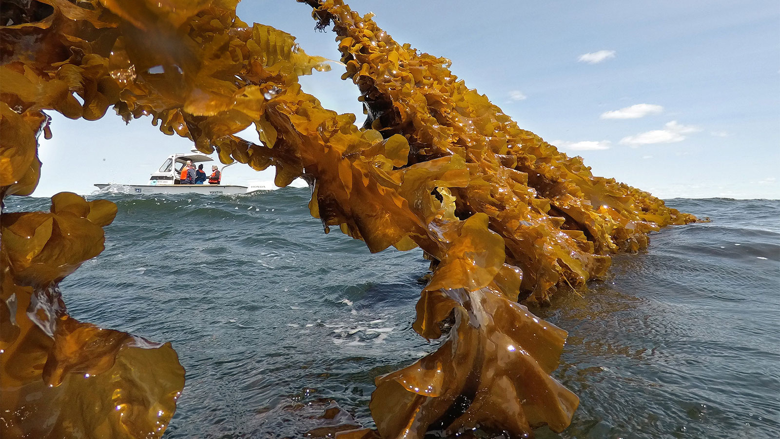Kelp clinging to a rope connected to a boat