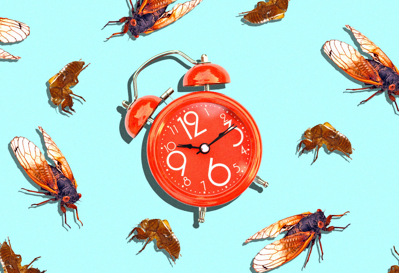 Collage with cicadas and cicada shells surrounding an alarm clock