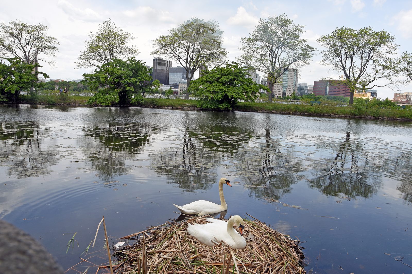 Swans nest on banks of Charles River