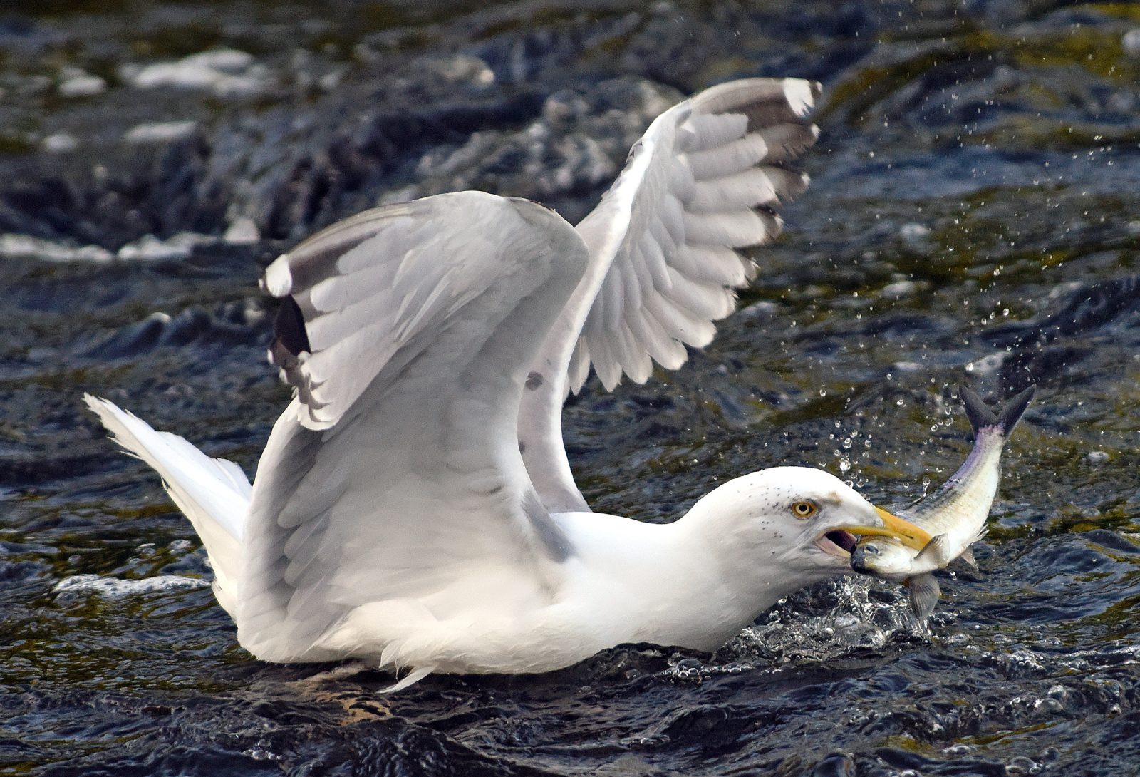 Gull with a river herring in its mouth