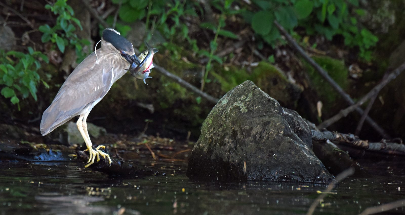 Black-crowned heron with a river herring in its mouth