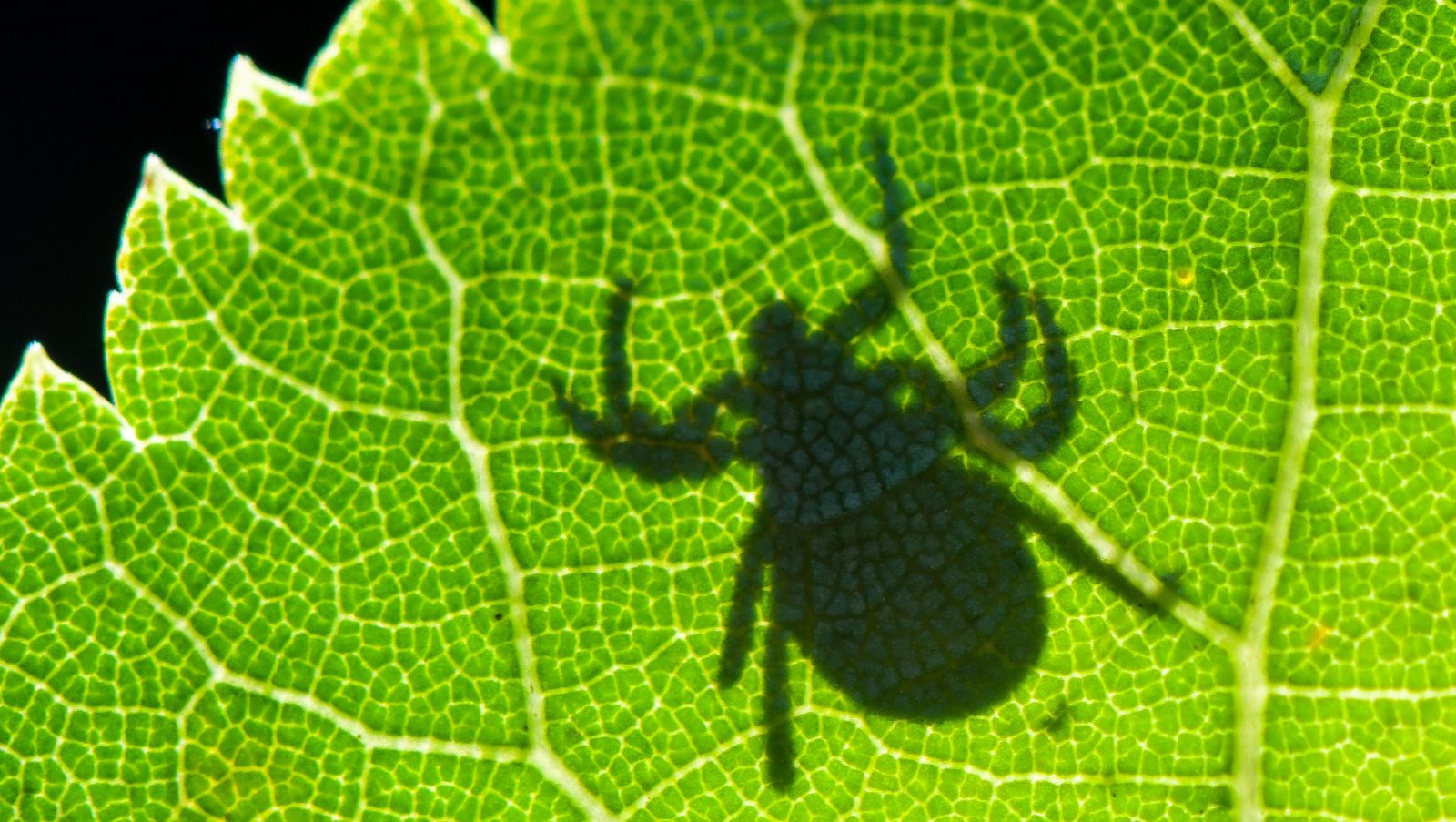 The shadow of a tick appears on a green leaf.