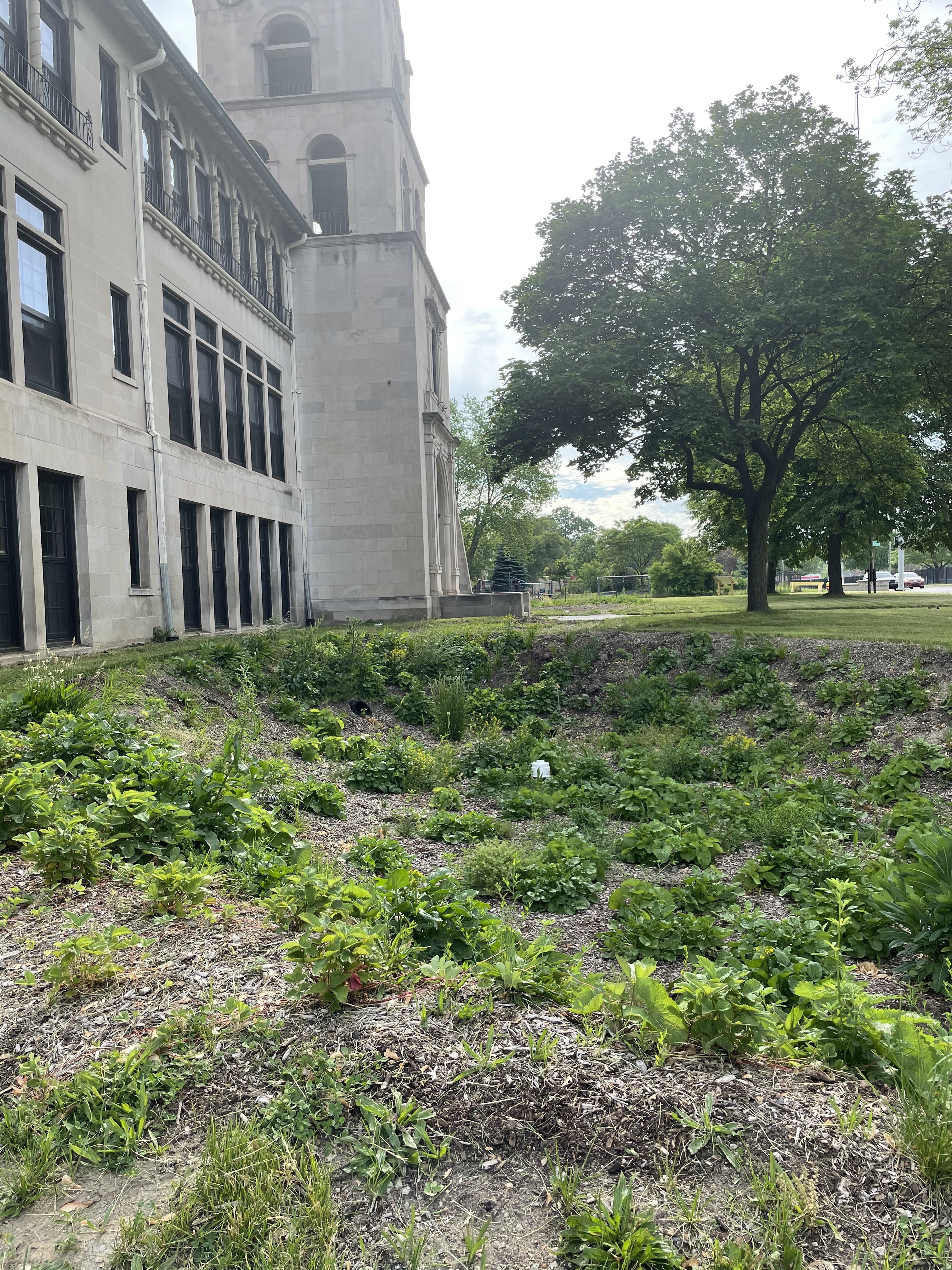 Part of the church, and one of the rain gardens at Gesu Catholic church.