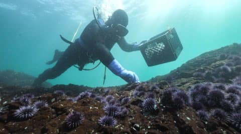 A scuba diver in a black neoprene body suit and purple gloves picks up purple sea urchins from the ocean floor. The sea floor is covered with purple urchins