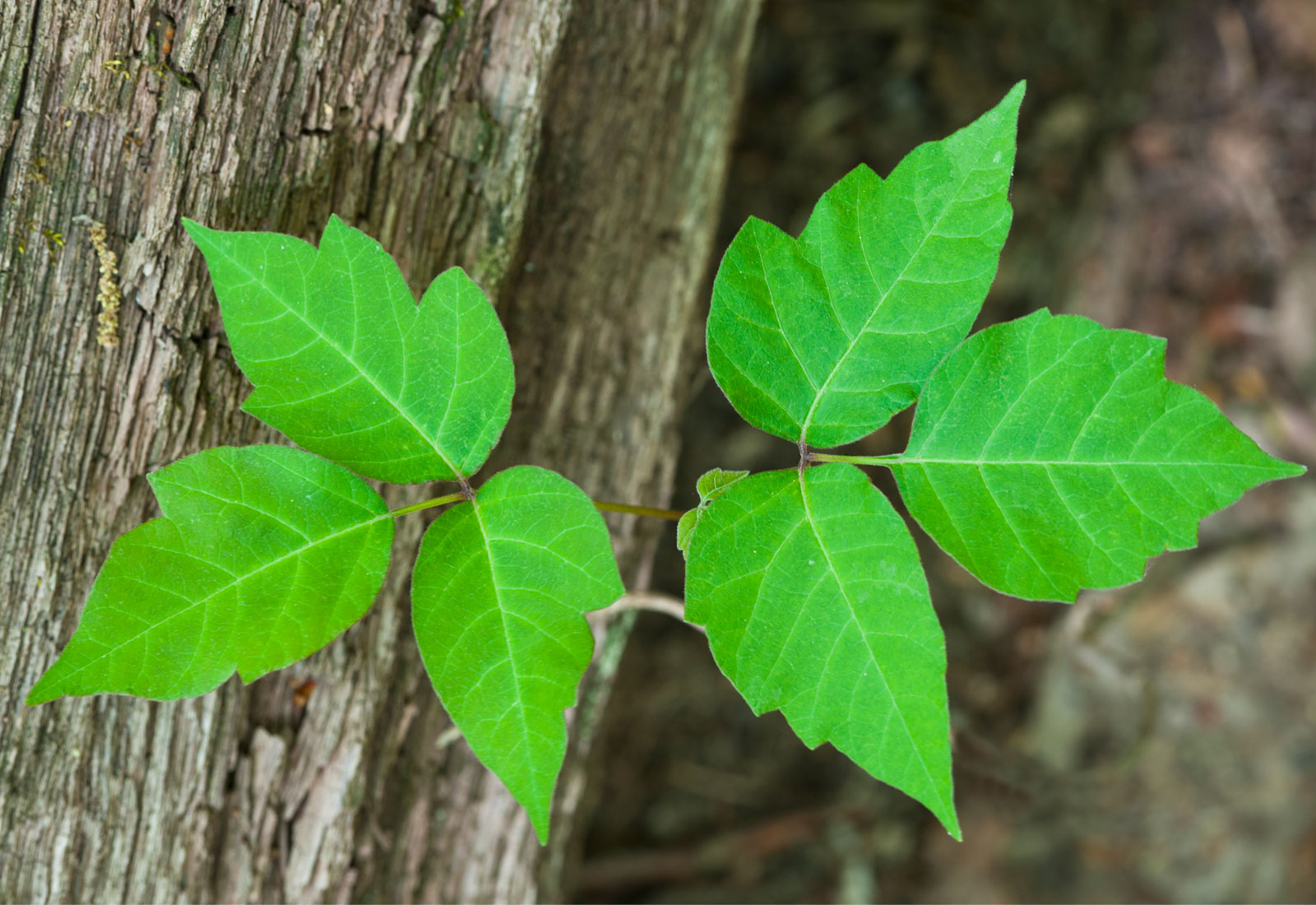 Close up of poison ivy leaves
