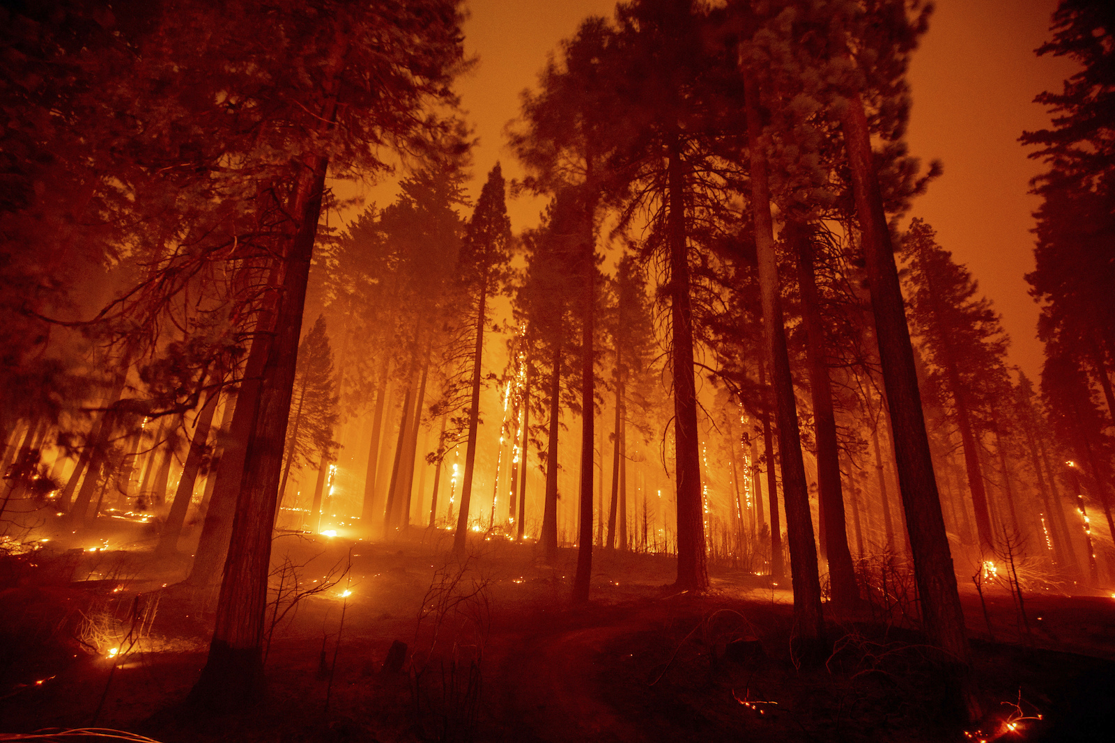 Ponderosa pines are silhouetted by the diffuse orange glow of smoke lit by dozens of fires.