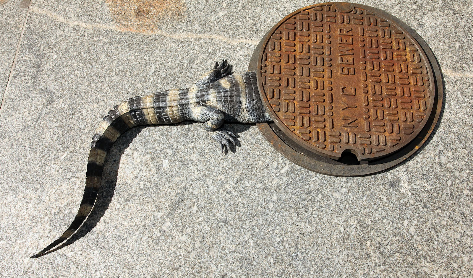 A fake aligator prop sticks halfway out of a NYC sewer manhole