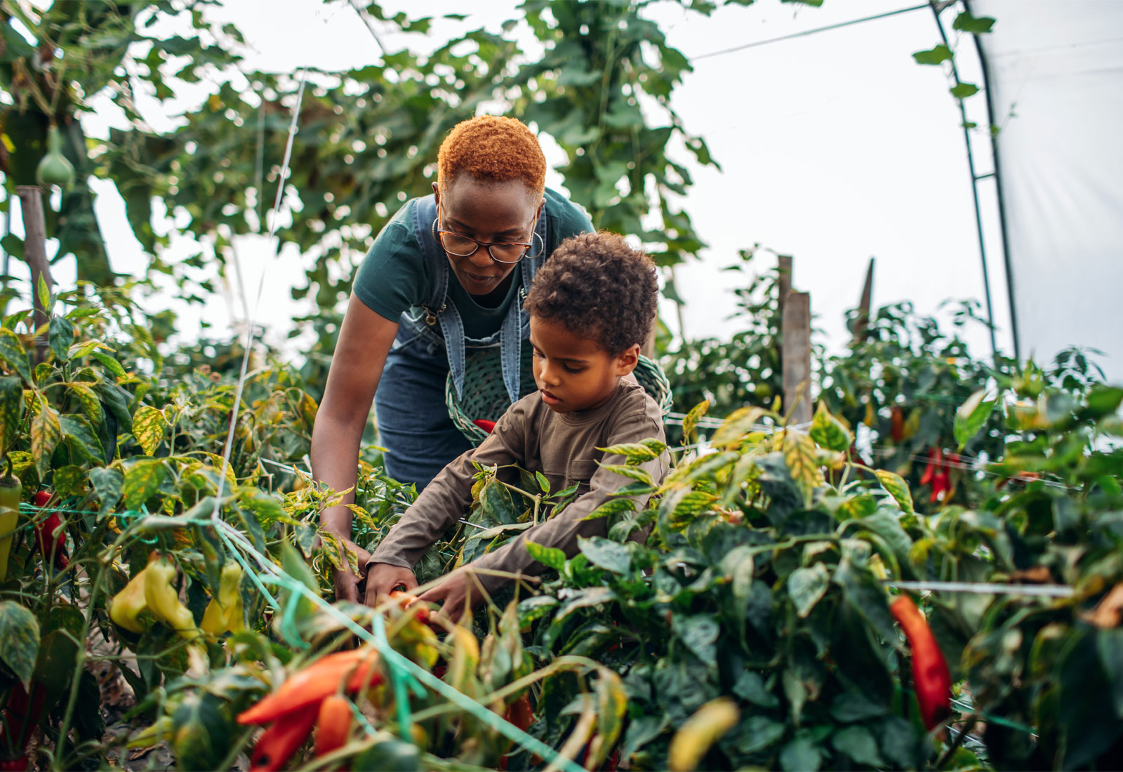 A woman and young boy harvesting peppers in a garden