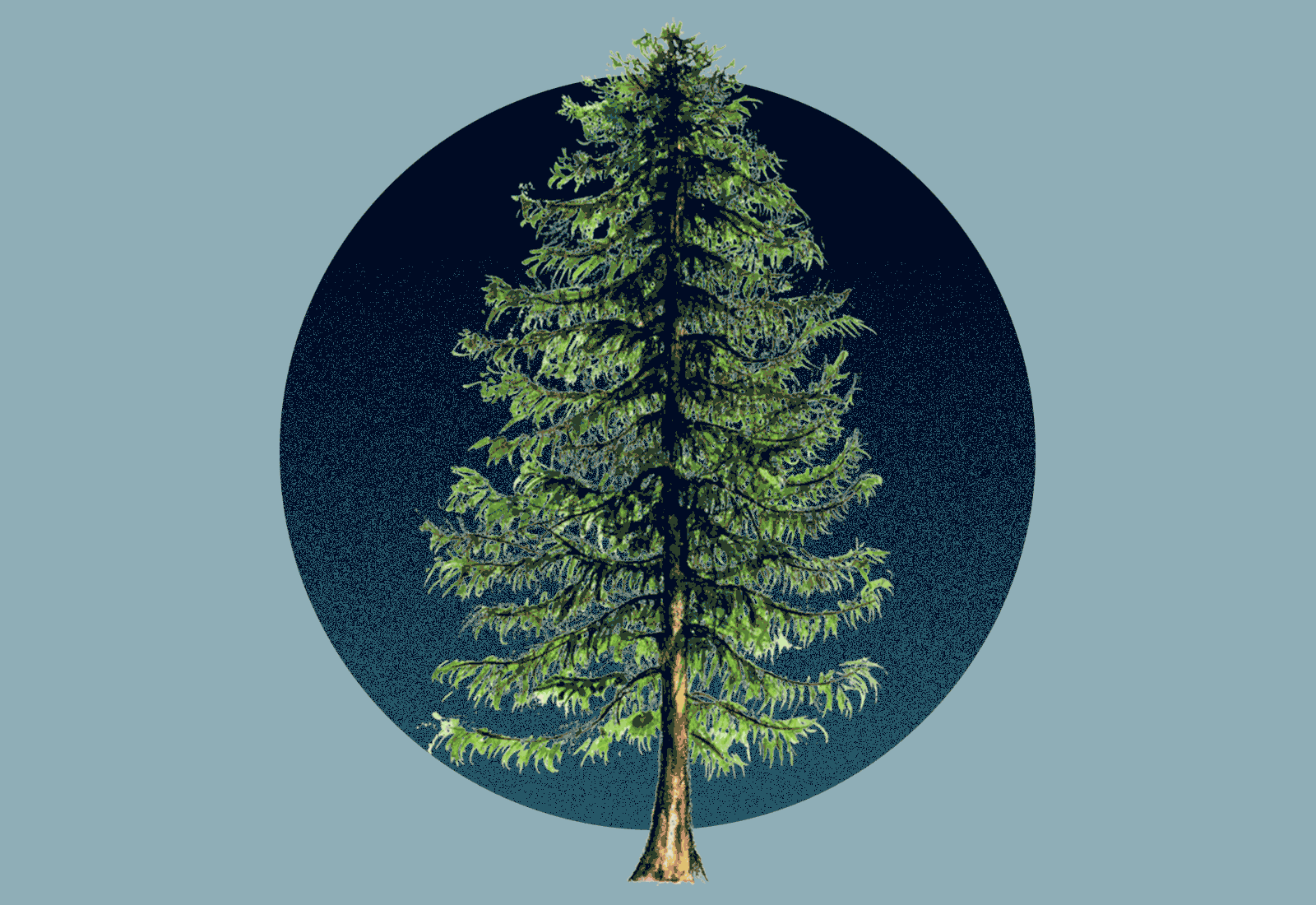 Animation: a healthy hemlock tree being overtaken by insects, fading into a dead hemlock tree