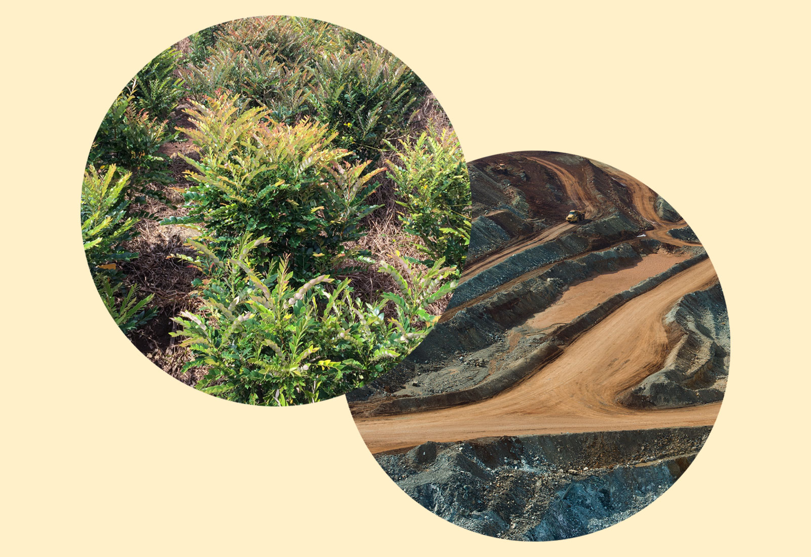 Collage: picture of shrubs on top of picture of cobalt mine