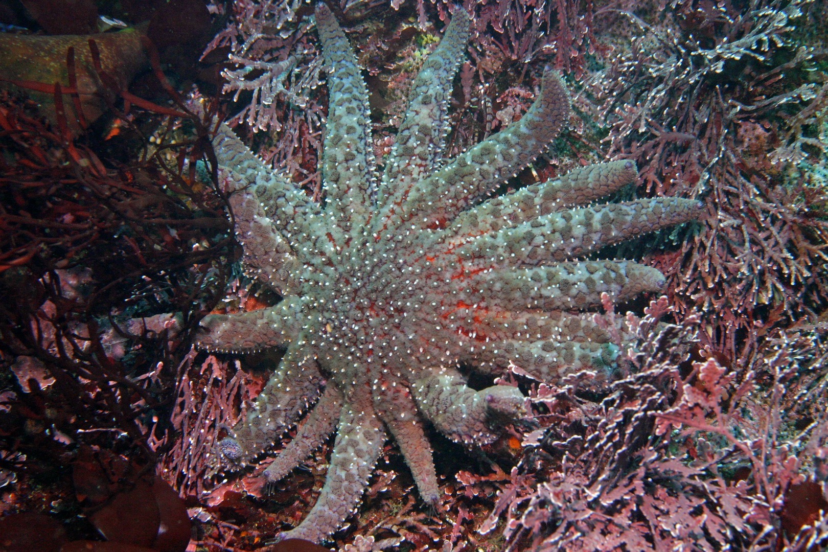 a large purple sea star with 15 legs