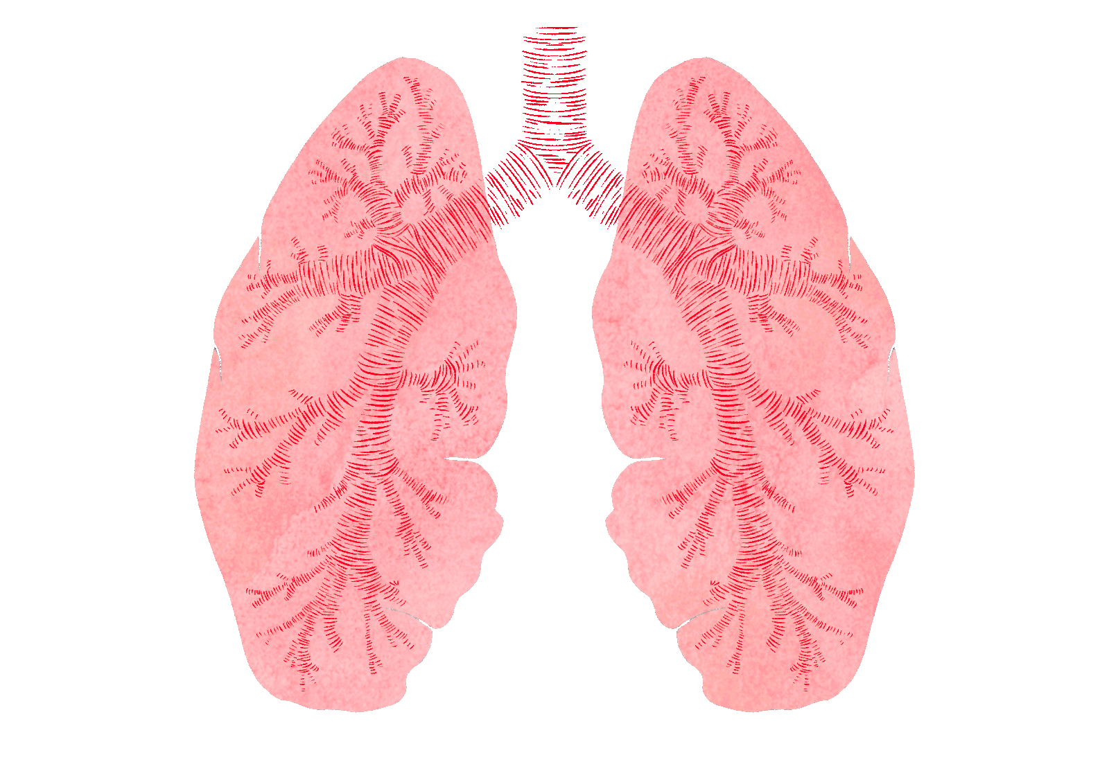 Animation: lungs with mycelium roots spreading through