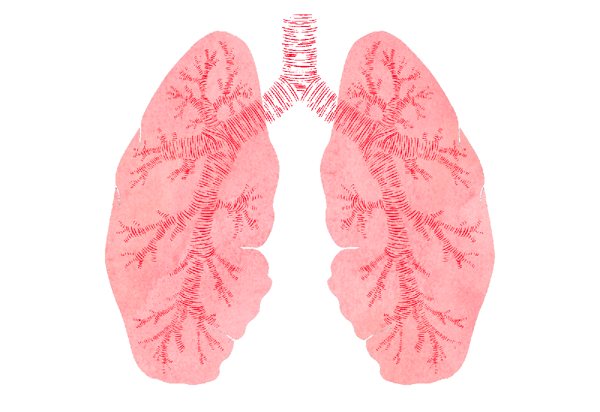 Animation: lungs with mycelium roots spreading through