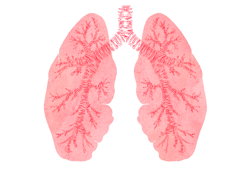 Animation: lungs with mycelium roots spreading through