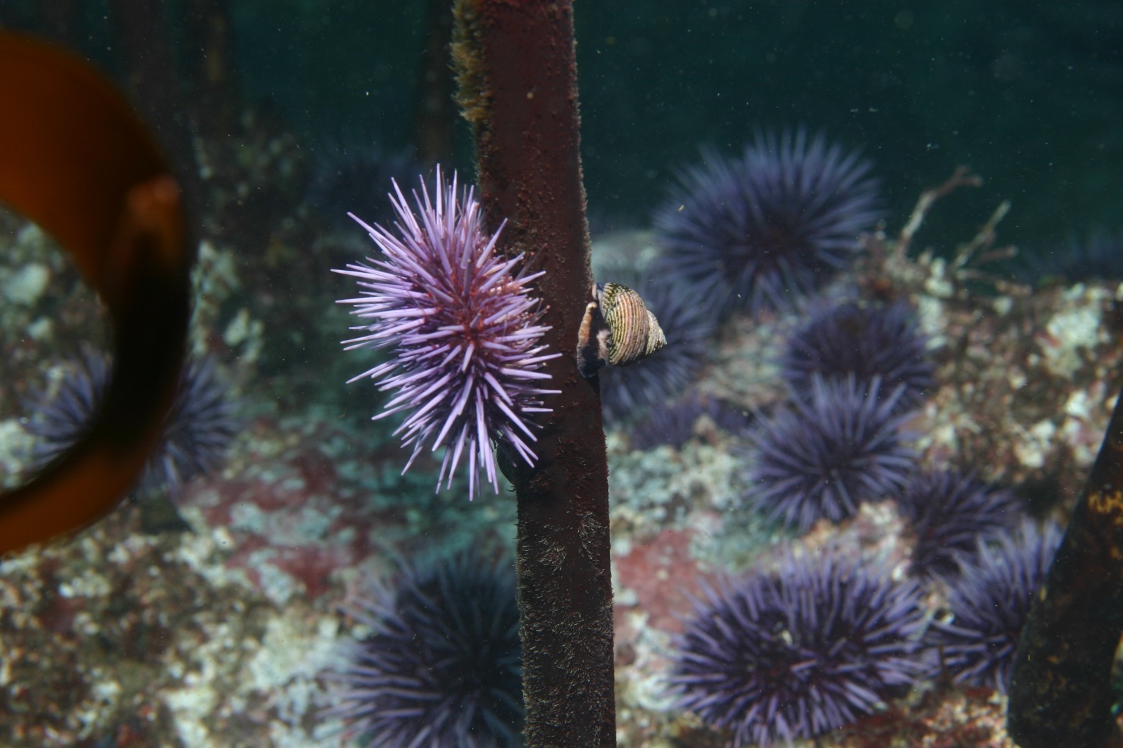 a large spiny purple urchin on a brown stalk of kelp underwater with more urchins in the background