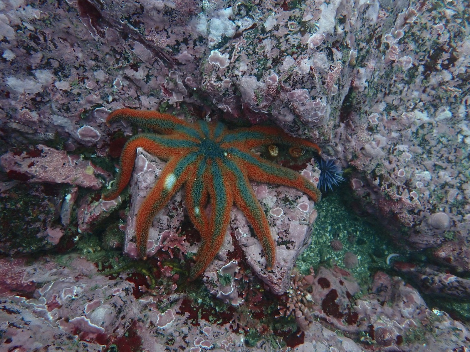 An orange and green sea star with white dots on two of its rays
