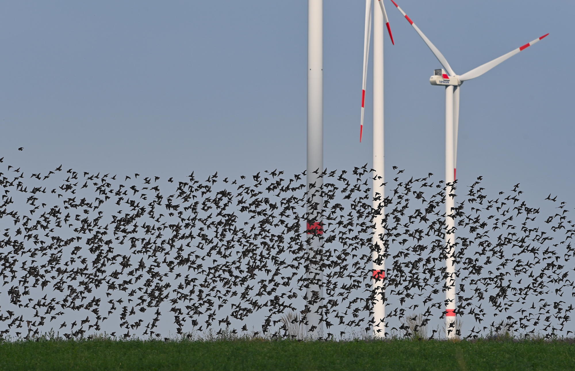 a large flock of black birds flies below wind turbines