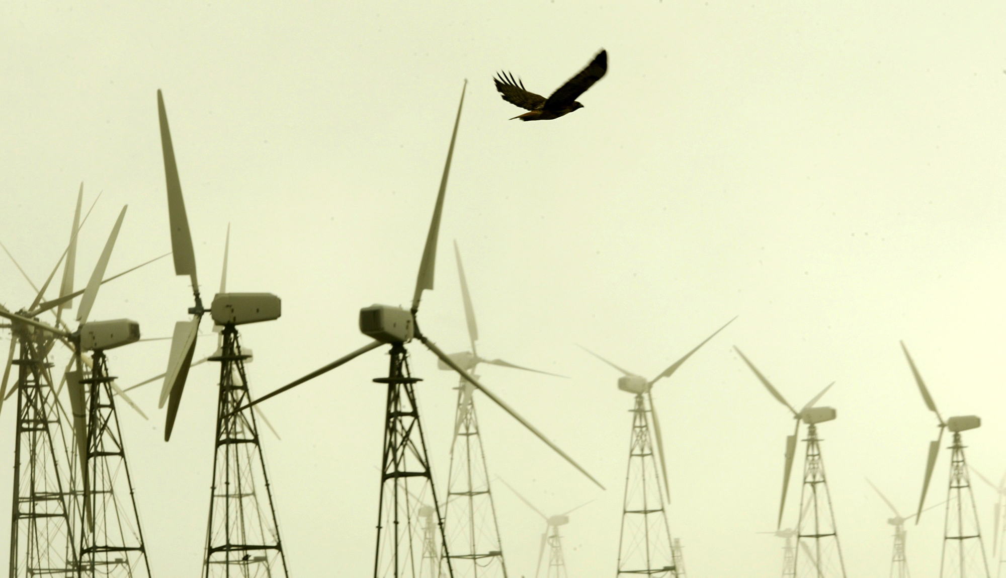 Meet the rogue birding group blocking wind energy at every turn