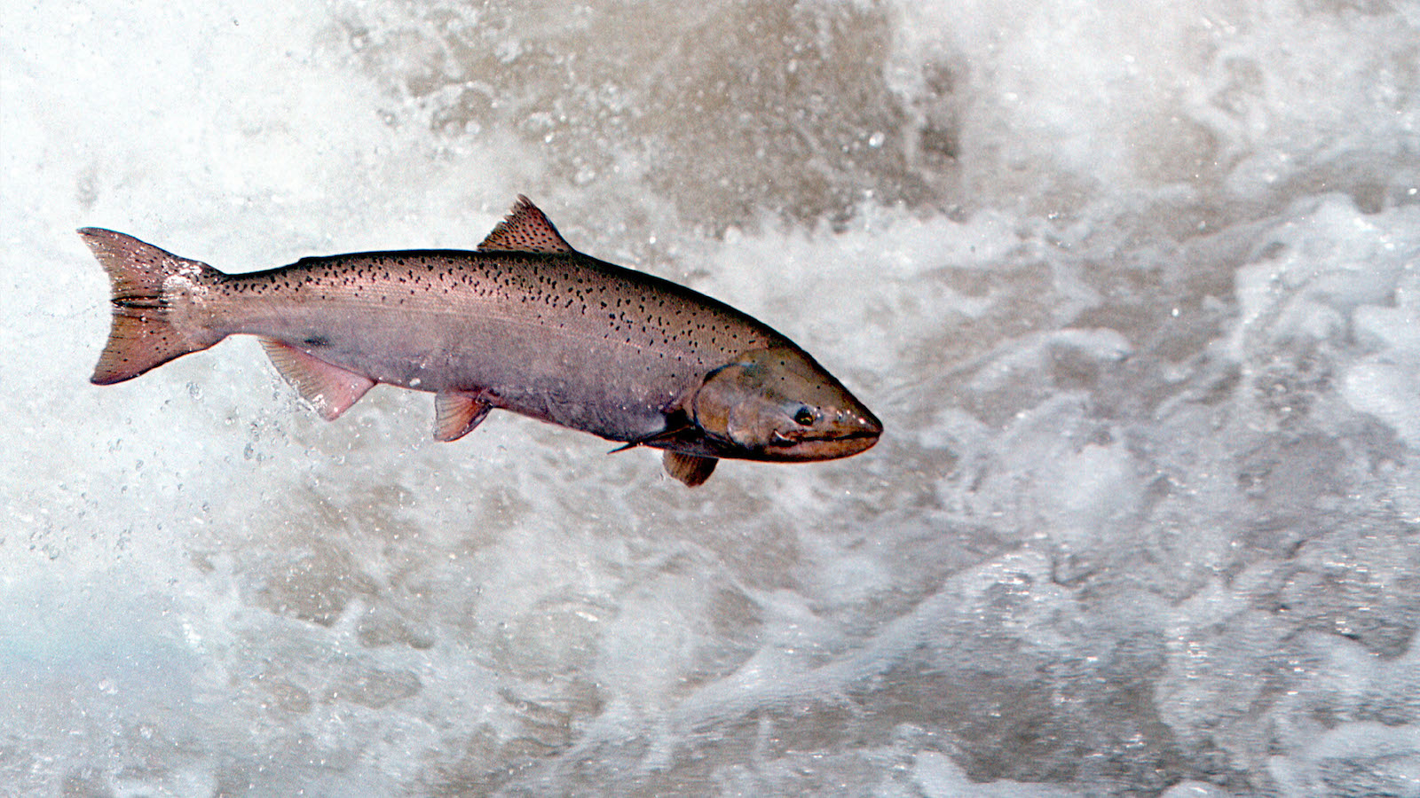 A Chinook salmon
