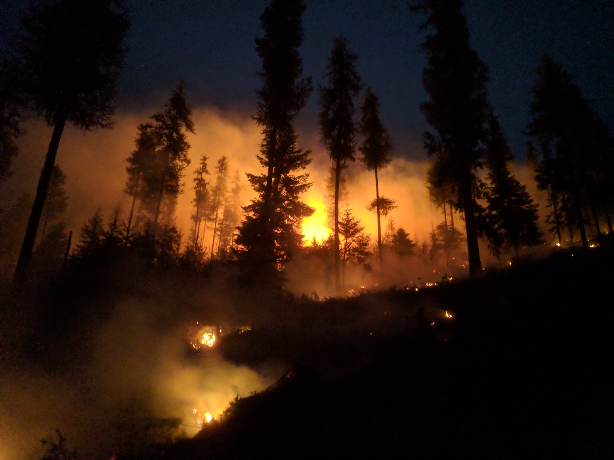 night scene with trees and wildfire smoke glowing