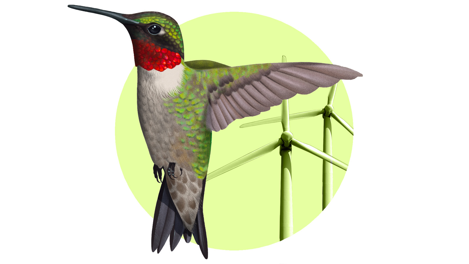 Turbine project unnerves some bird advocates