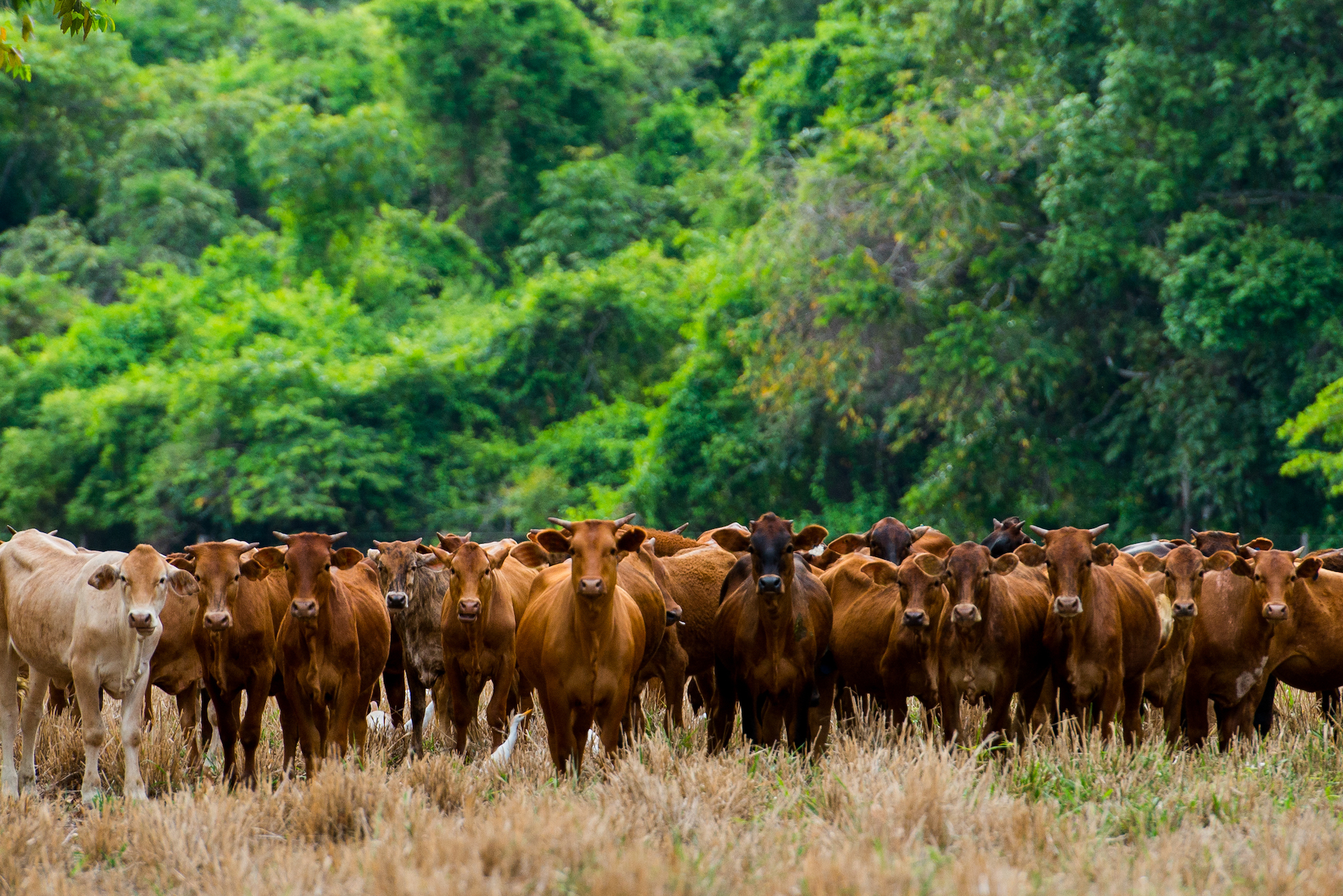 A large group of cows stands in front of a forest.