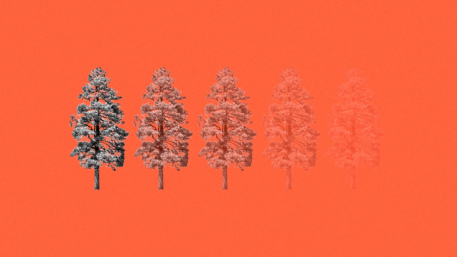 Fading trees on red background