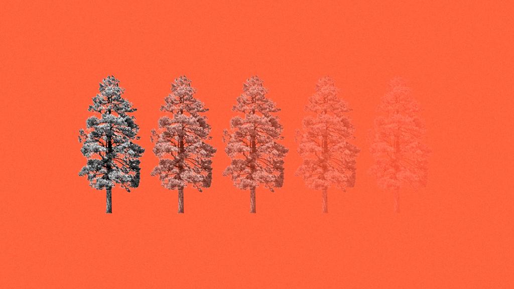 Fading trees on red background