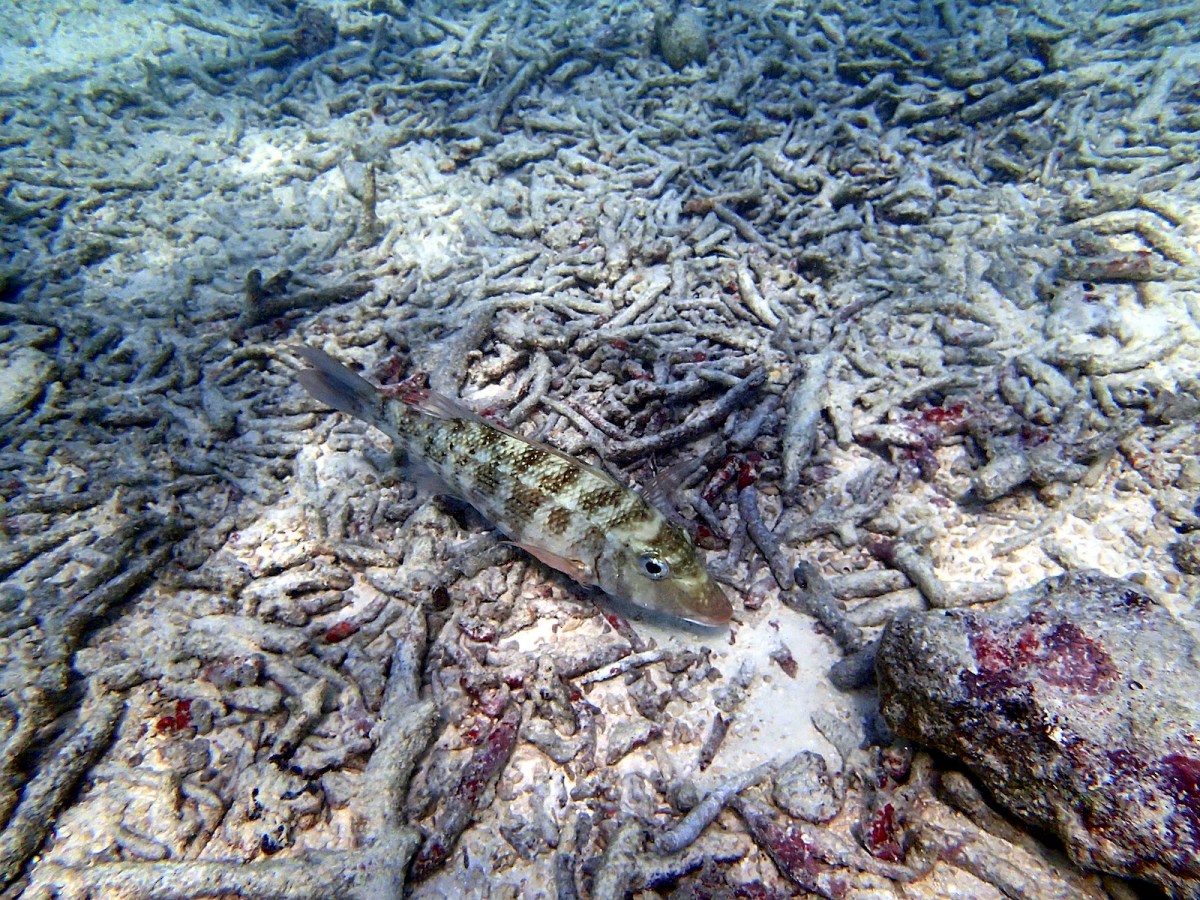 Bleached coral becuse of rising sea temperatures, in Raa Atoll.