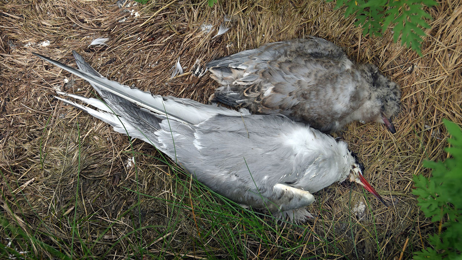 Deceased tern and tern chick