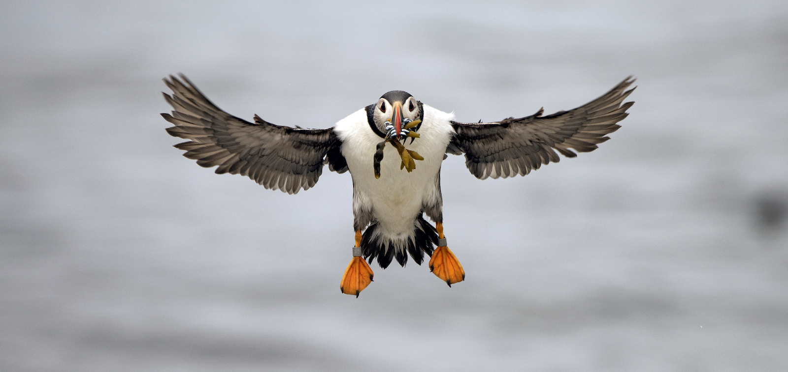 We saved the puffins. Now a warming planet is unraveling that work