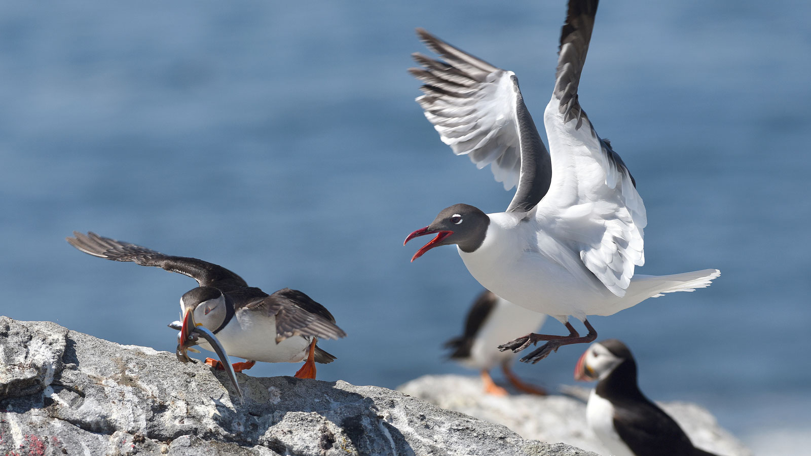 Puffin being harassed by a gull