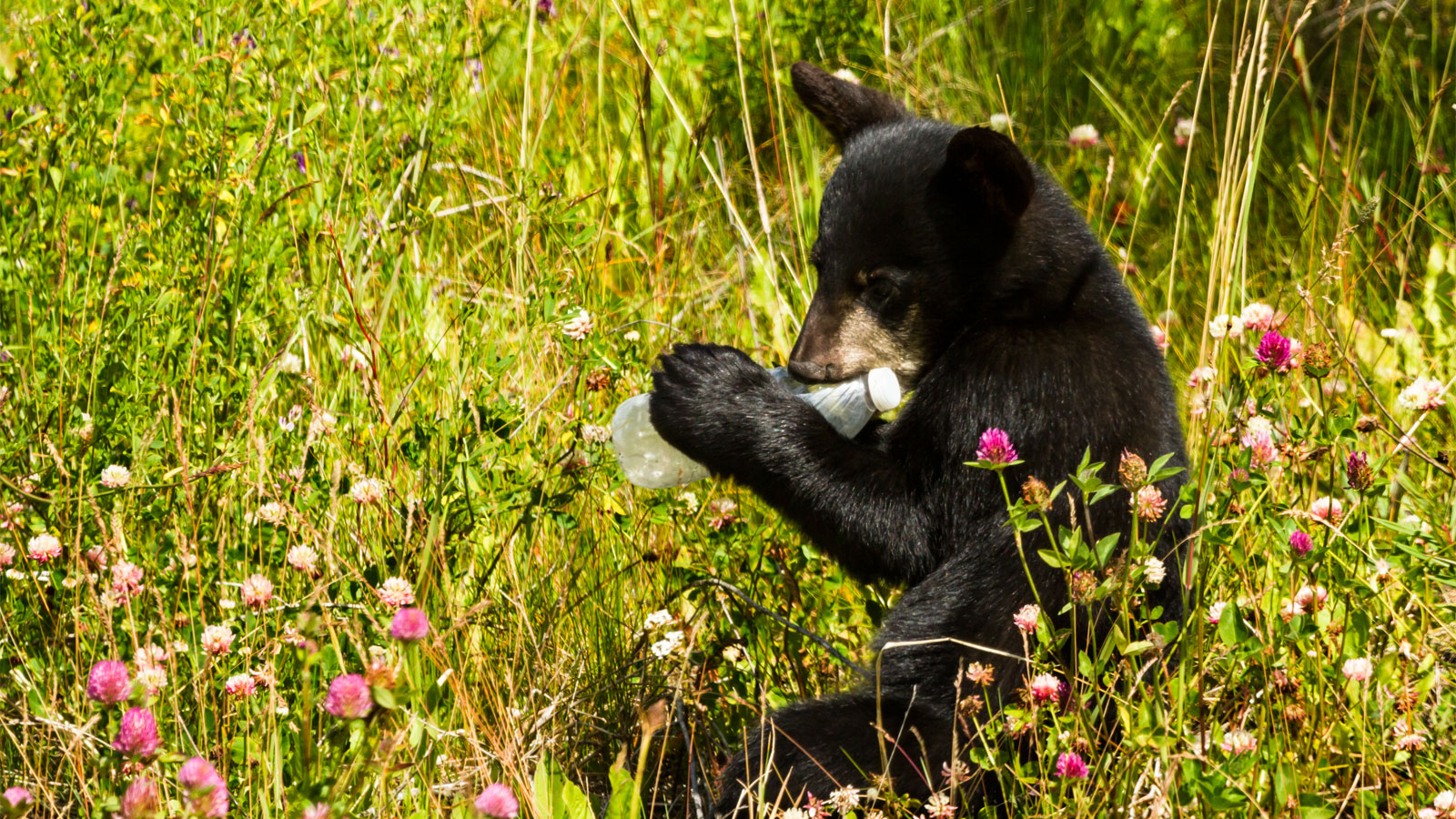 Black bear chewing on discarded water bottle