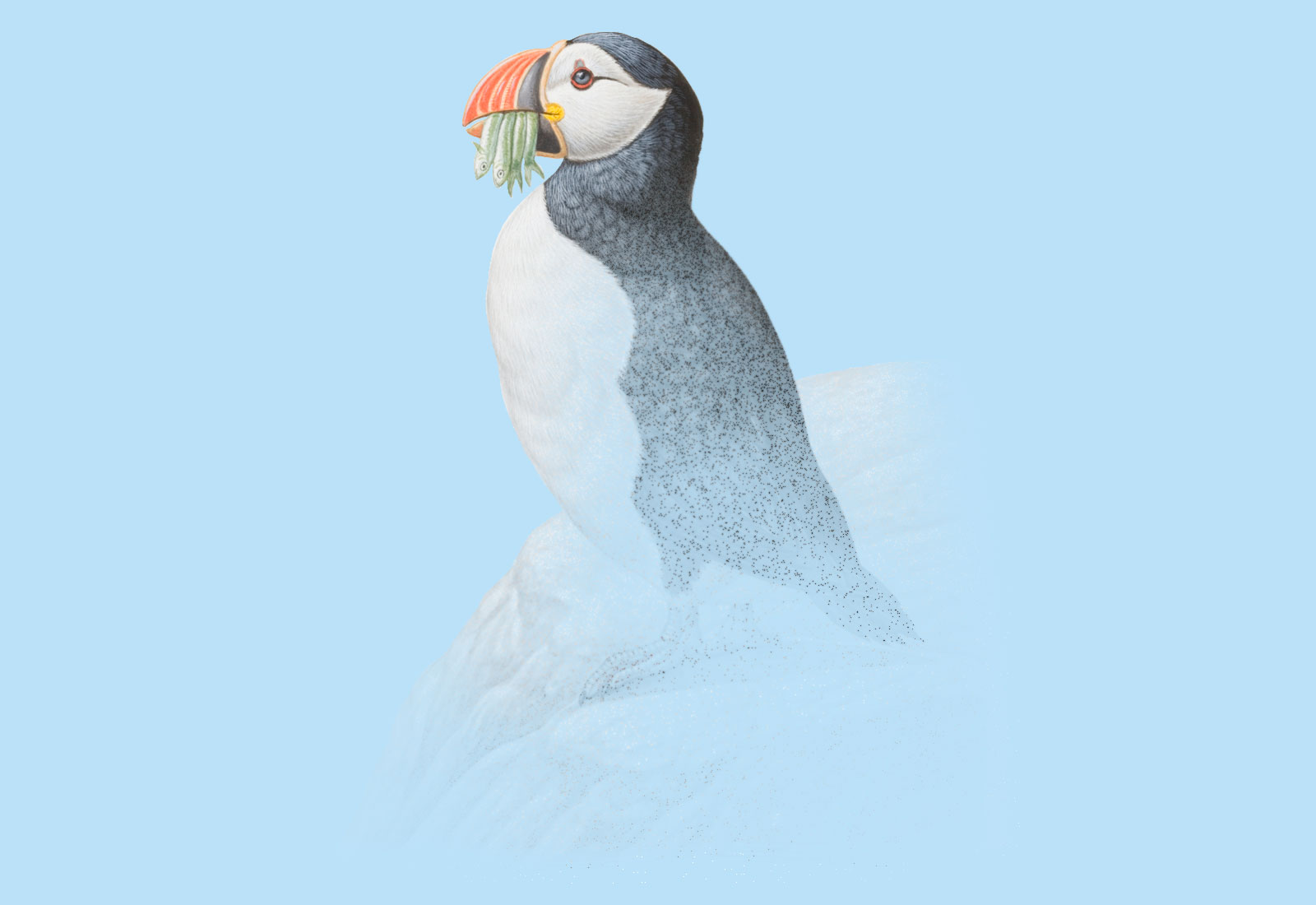 Illustration of a puffin fading into nothing