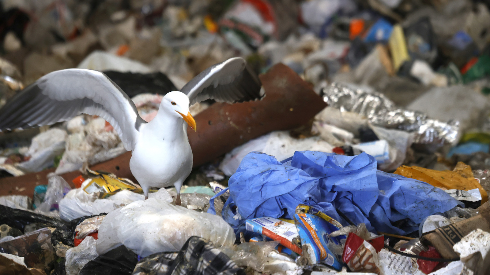 A seagull alights on plastic pollution
