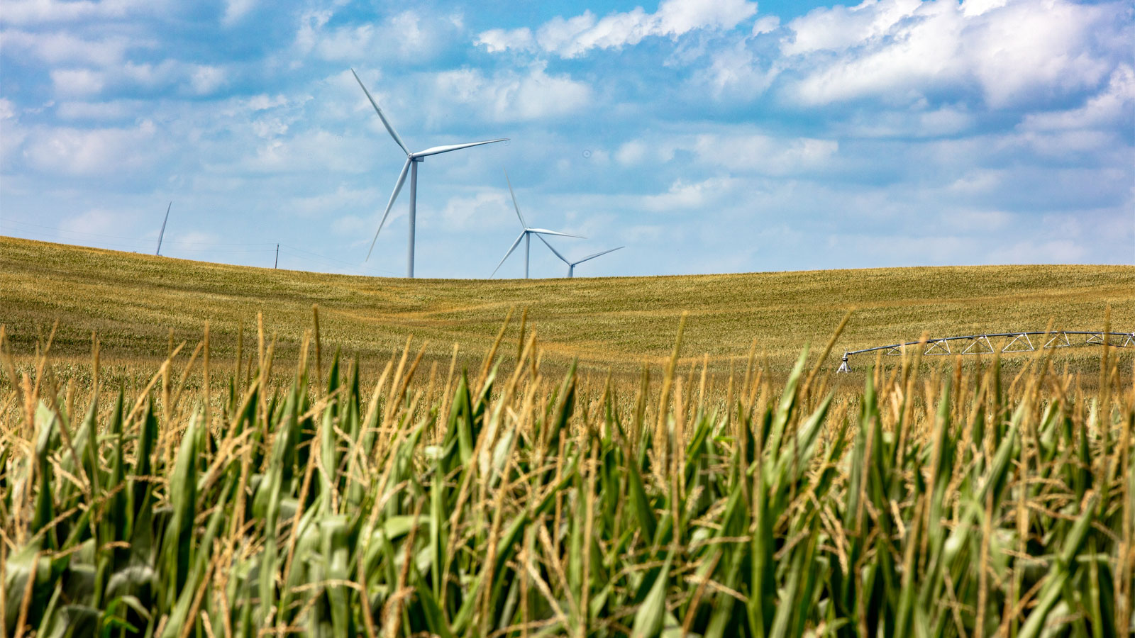 Wind turbines in a field of corn