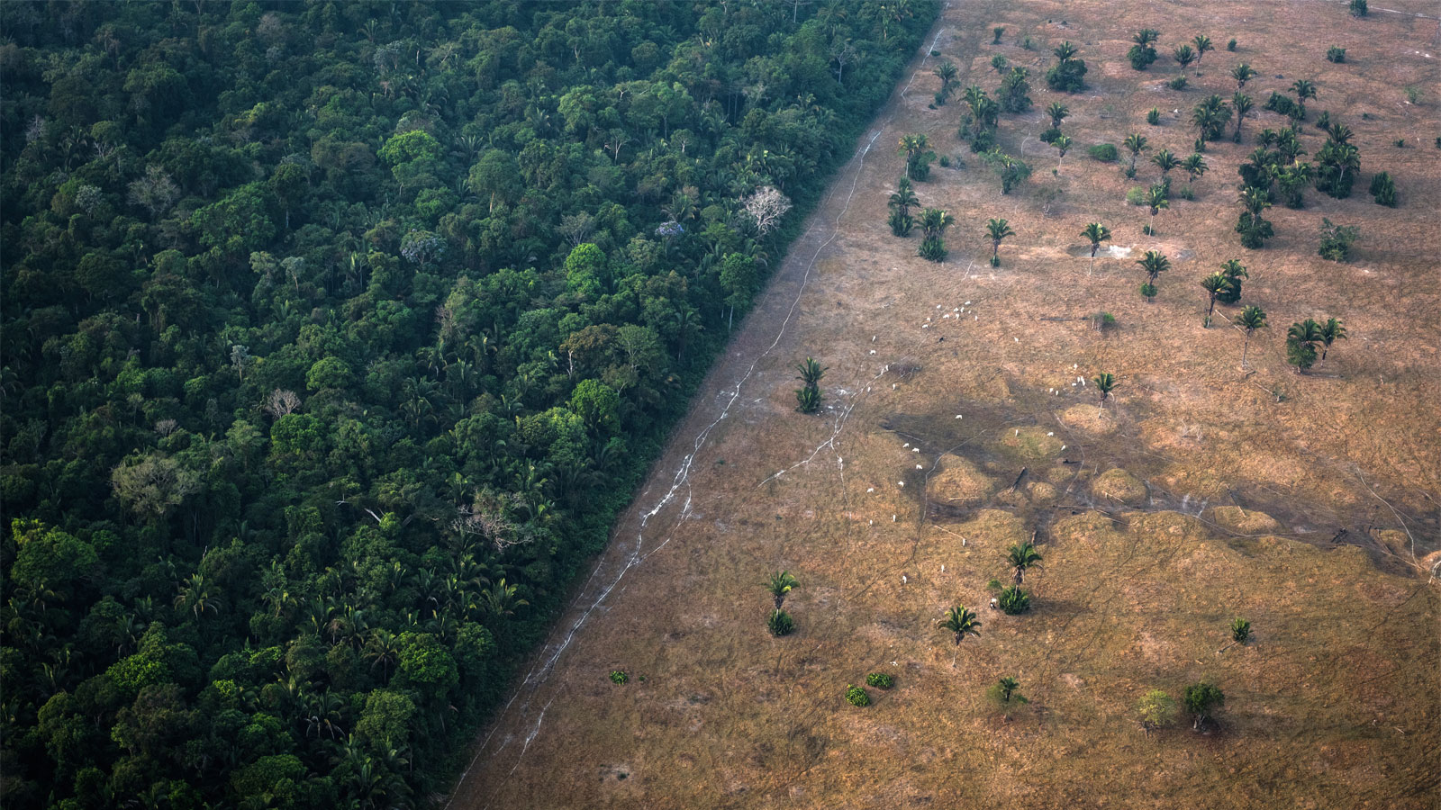 The majority of the world promised to end deforestation. But businesses are standing in the way. thumbnail
