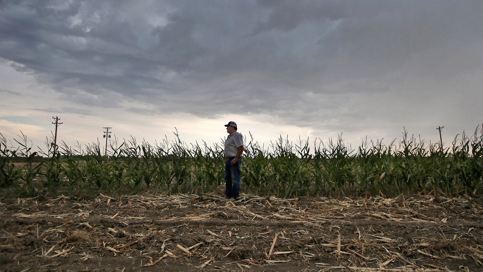 Farmer standing in corn field affected by drought