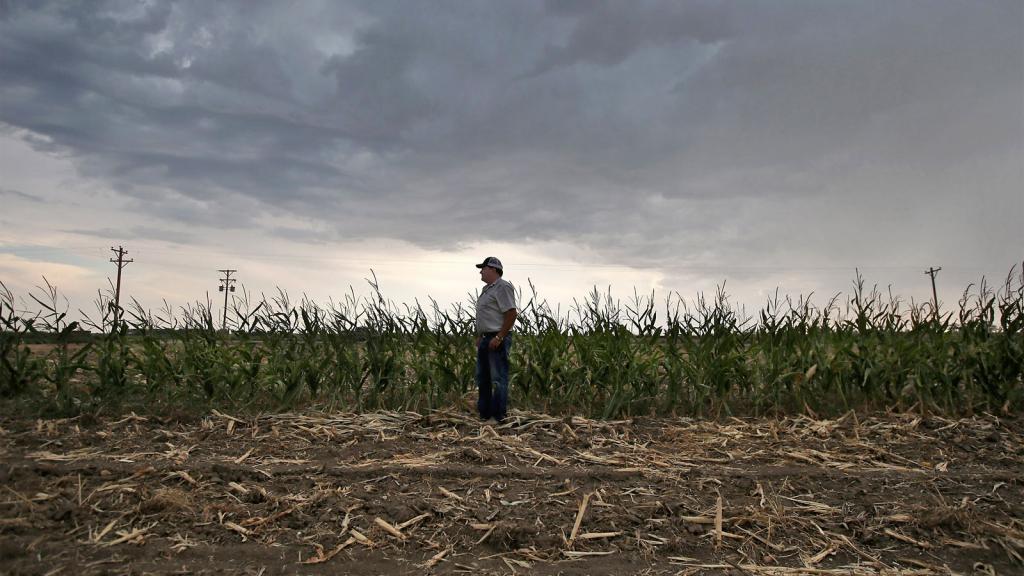 Farmer standing in corn field affected by drought