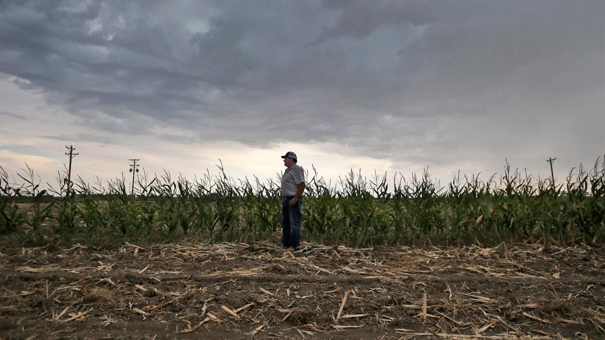 Farmer standing in corn field affected by drought