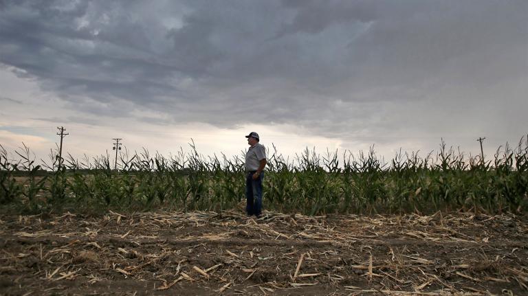 Farmer standing in corn field affected by drought