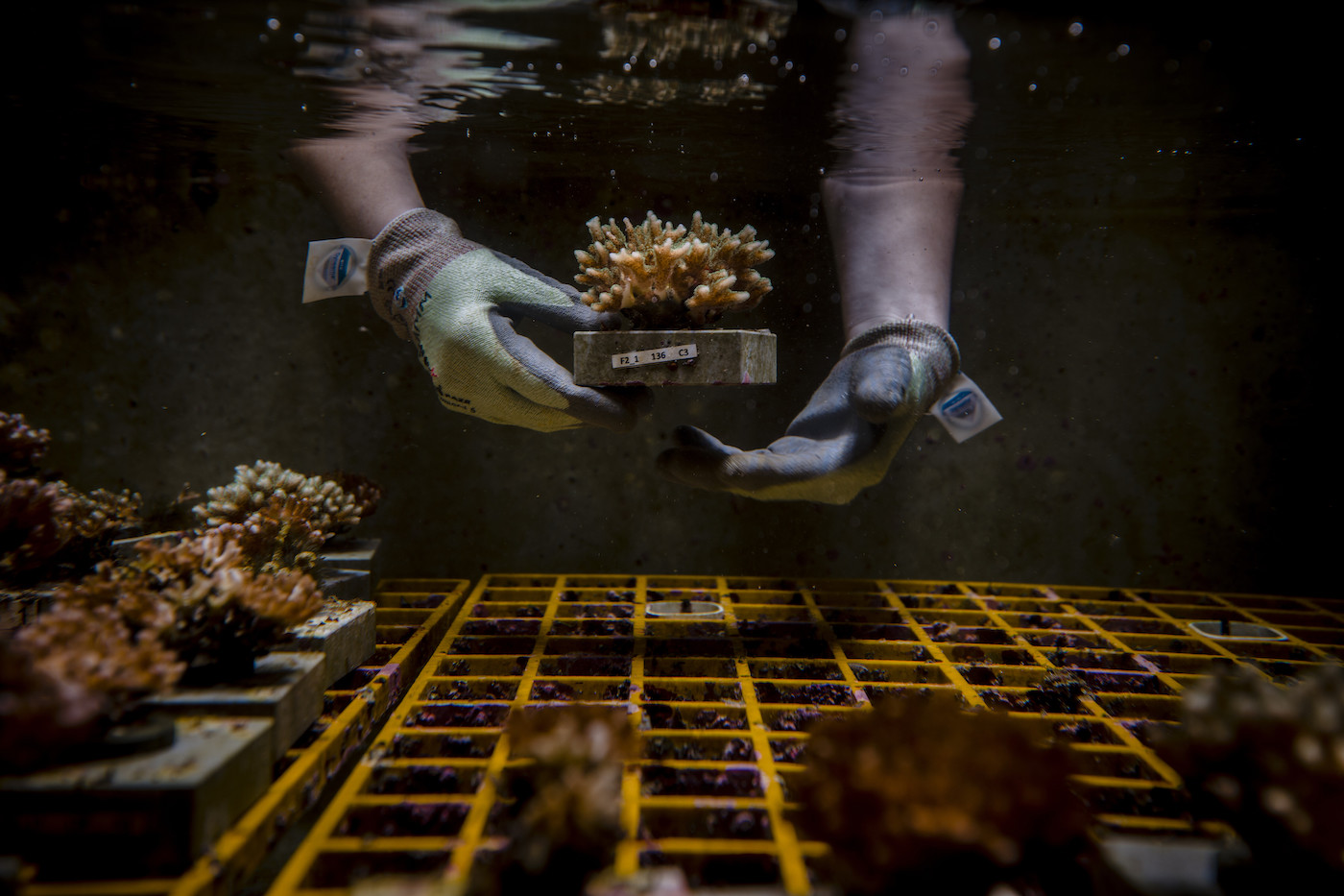Photo: Scientists in Queensland Australia are working to breed corals that can withstand higher water temperatures (2019).)