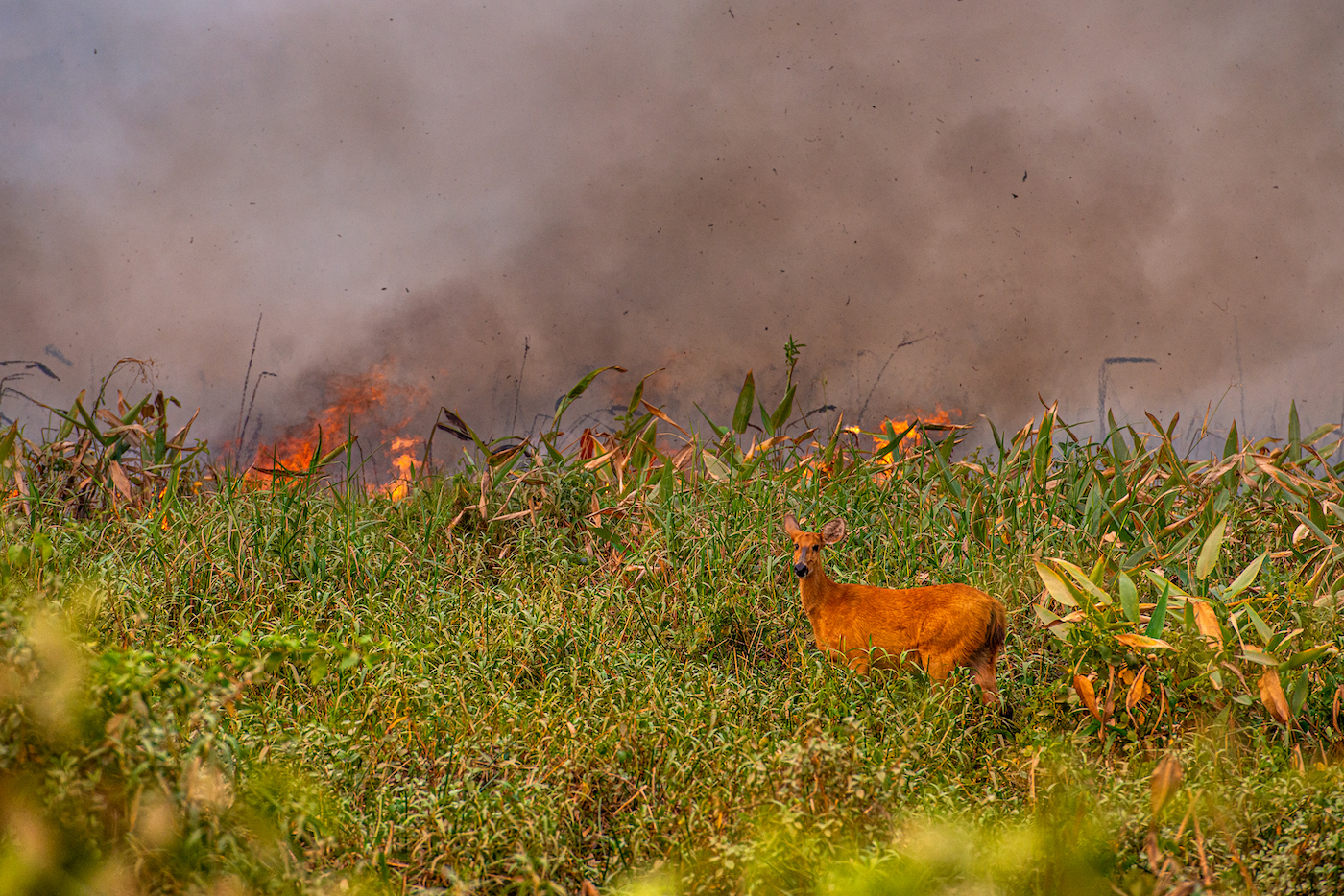 A deer looks on while a forest fire rages in the Pantanal wetlands.