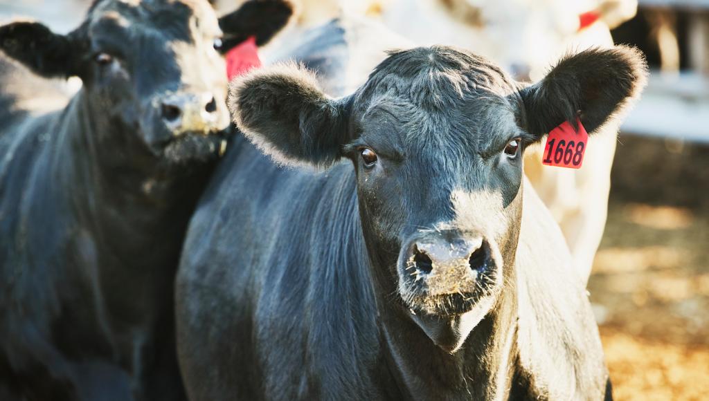 Medium shot of cattle in pen on farm on summer morning.